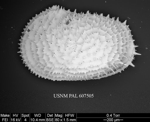 Echinocythereis echinata (Sars, 1866)