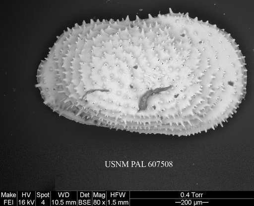 Echinocythereis echinata (Sars, 1866)