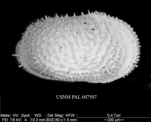 Echinocythereis echinata (Sars, 1866)