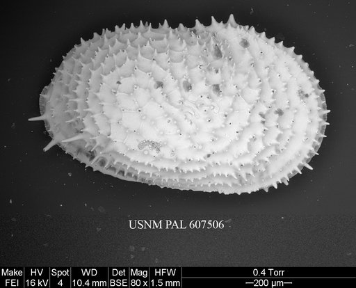 Echinocythereis echinata (Sars, 1866)