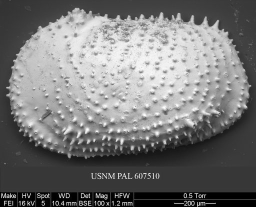 Echinocythereis echinata (Sars, 1866)