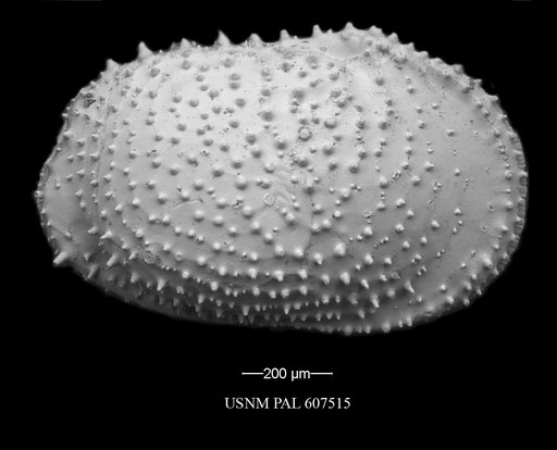 Echinocythereis echinata (Sars, 1866)