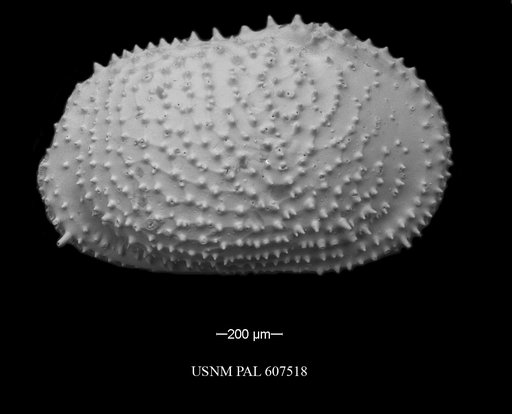 Echinocythereis echinata (Sars, 1866)
