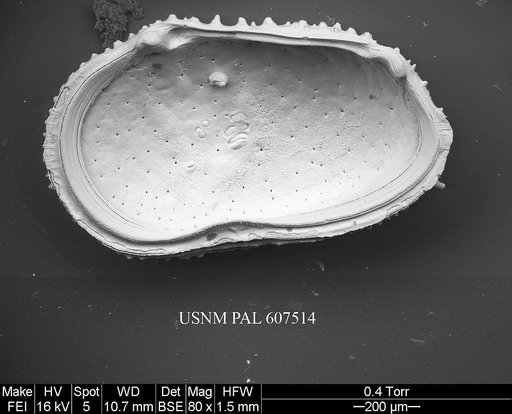 Echinocythereis echinata (Sars, 1866)