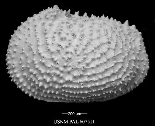 Echinocythereis echinata (Sars, 1866)