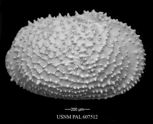 Echinocythereis echinata (Sars, 1866)