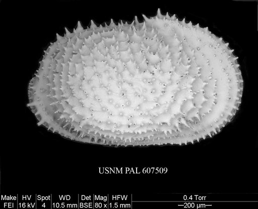 Echinocythereis echinata (Sars, 1866)