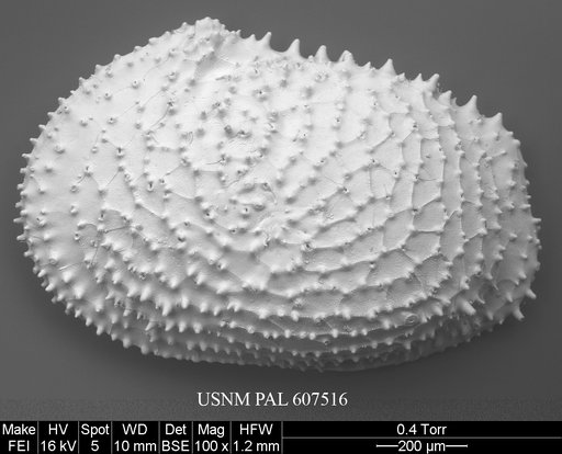 Echinocythereis echinata (Sars, 1866)