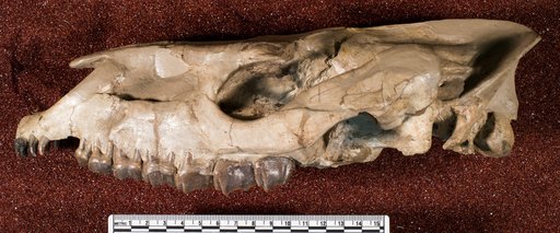 Subhyracodon sp