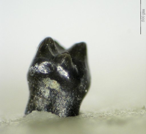 Genus sp