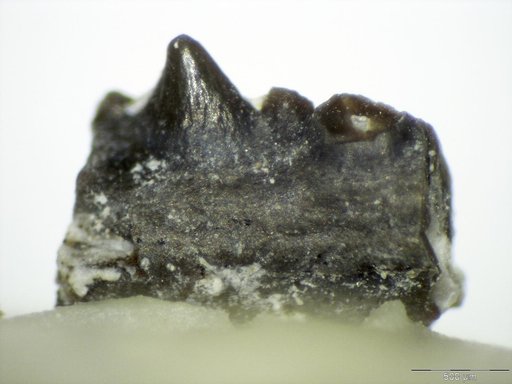 Genus sp