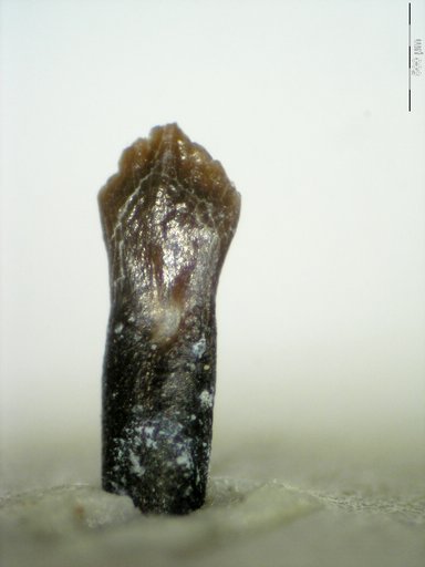 Genus sp