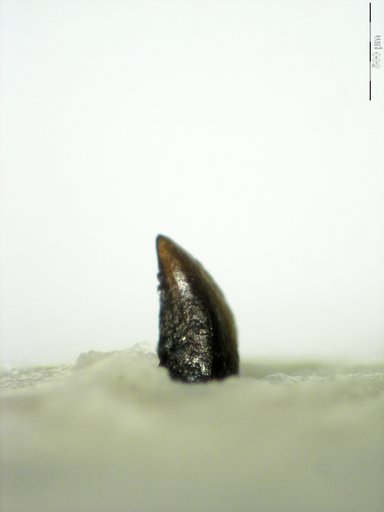 Genus sp