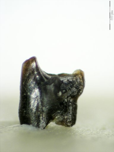 Genus sp