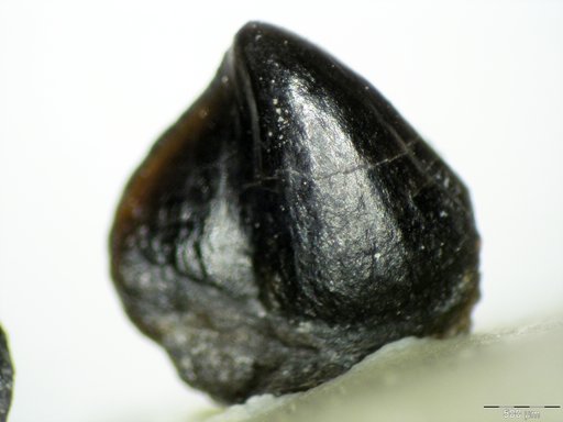 Genus sp