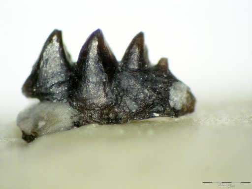 Genus sp