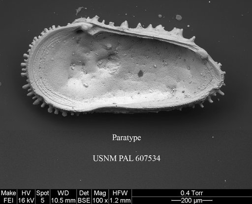 Cythereis guerneti Yasuhara et al., 2015