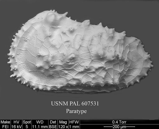 Cythereis guerneti Yasuhara et al., 2015