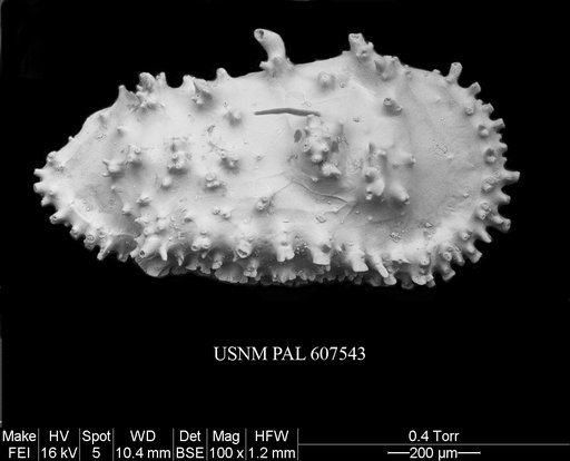 Cythereis neoanteplana ? Yasuhara et al., 2015