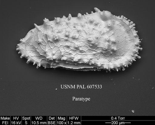 Cythereis guerneti Yasuhara et al., 2015