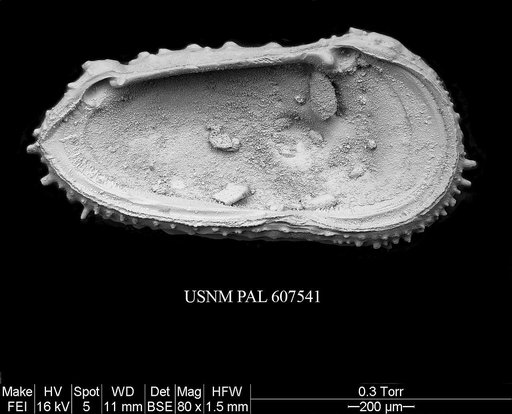 Cythereis sp. 2 Yasuhara et al., 2015