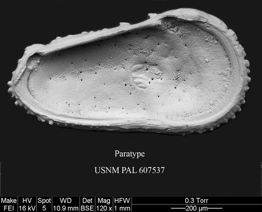 Cythereis johnnealei Yasuhara et al., 2015