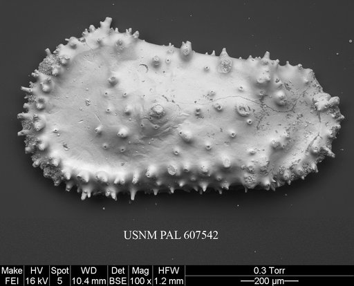 Cythereis zululandensis (Dingle, 1980)