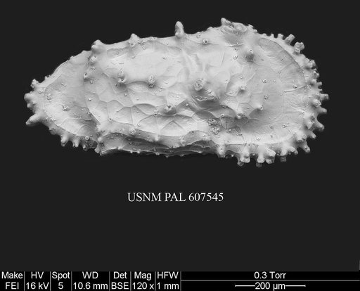 Cythereis sp. 3 Yasuhara et al., 2015