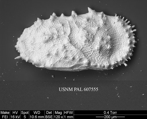 Cythereis ayressi (Jellinek & Swanson, 2003)