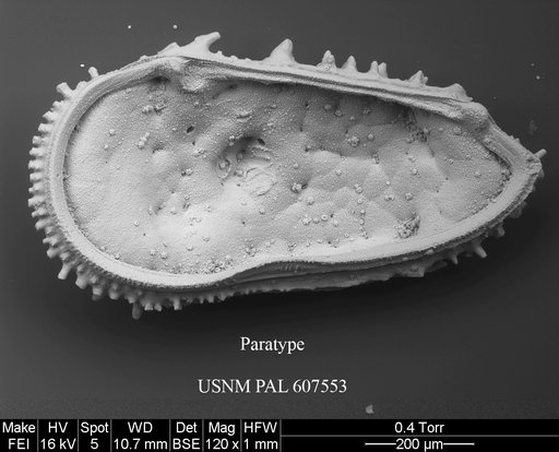 Cythereis sylvesterbradleyi Yasuhara et al., 2015