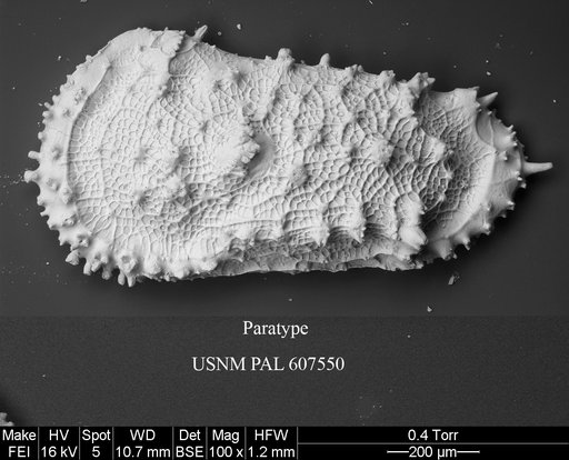 Cythereis sylvesterbradleyi Yasuhara et al., 2015