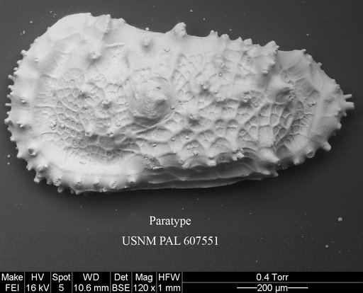 Cythereis sylvesterbradleyi Yasuhara et al., 2015