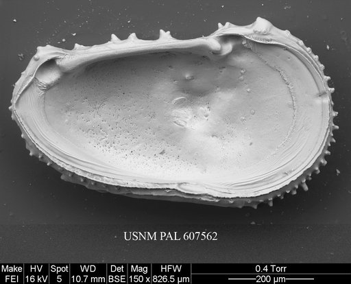 Cythereis ayressi (Jellinek & Swanson, 2003)