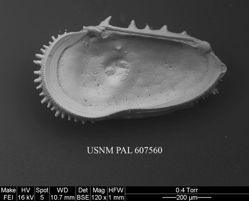 Cythereis ayressi (Jellinek & Swanson, 2003)