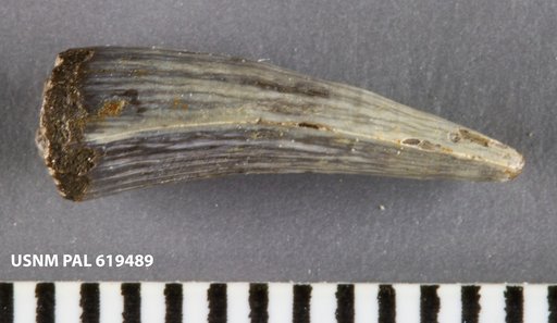 Genus sp
