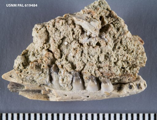 Opisthodontosaurus carrolli Reisz et al., 2015