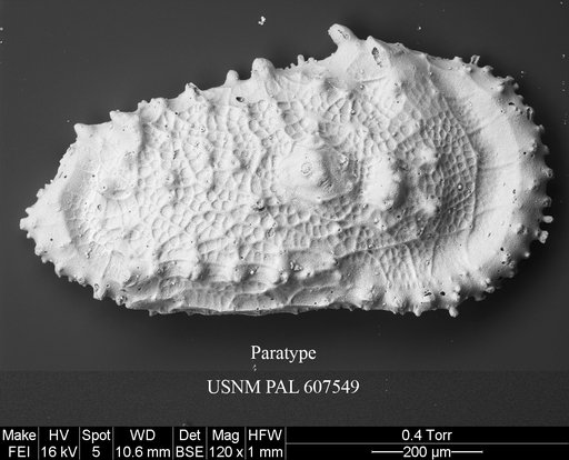 Cythereis sylvesterbradleyi Yasuhara et al., 2015