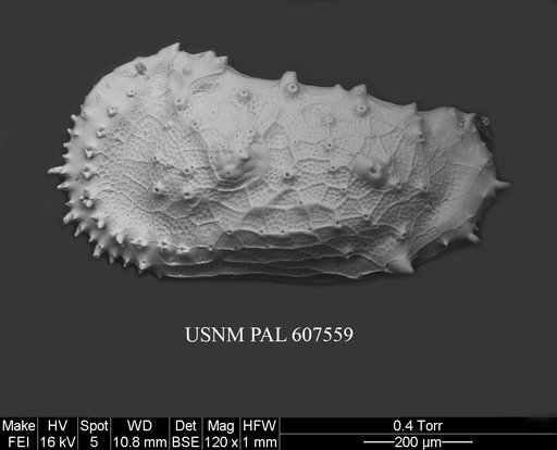 Cythereis ayressi (Jellinek & Swanson, 2003)