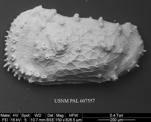 Cythereis ayressi (Jellinek & Swanson, 2003)
