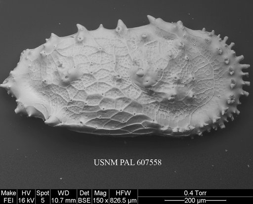 Cythereis ayressi (Jellinek & Swanson, 2003)