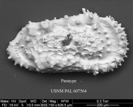 Cythereis bensoni Yasuhara et al., 2015