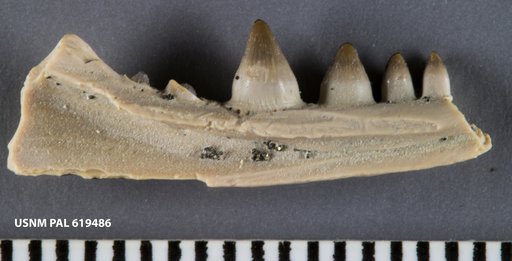 Opisthodontosaurus carrolli Reisz et al., 2015