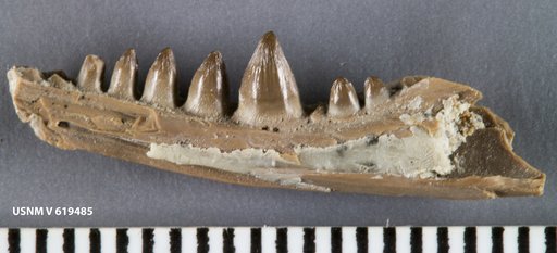Opisthodontosaurus carrolli Reisz et al., 2015
