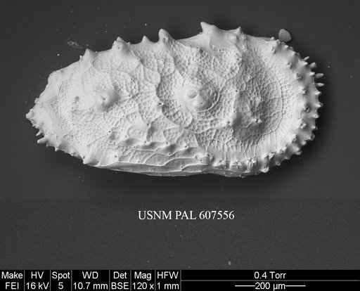 Cythereis ayressi (Jellinek & Swanson, 2003)