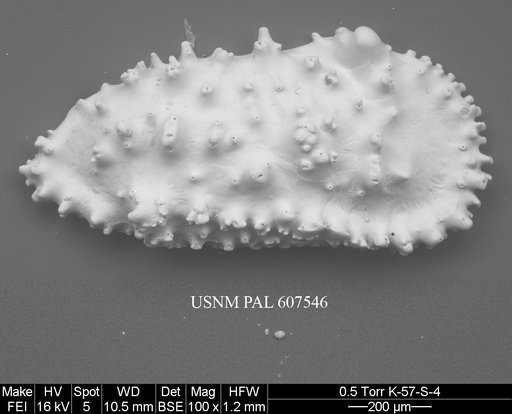 Hornibrookoleberis thomsoni (Hornibrook, 1952)