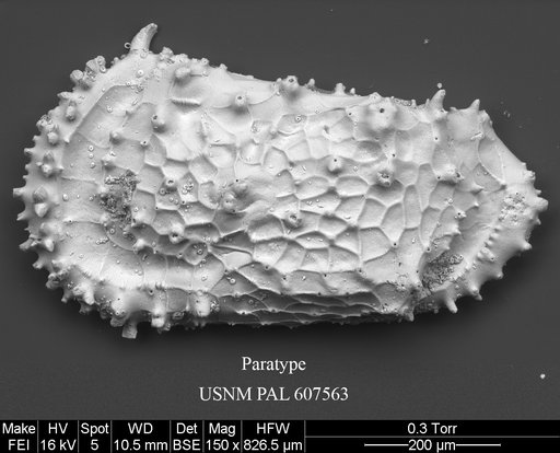 Cythereis bensoni Yasuhara et al., 2015