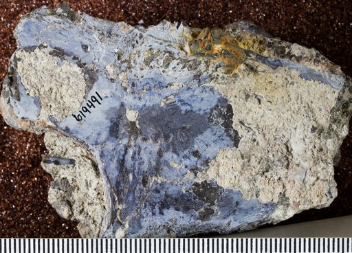 Cacops sp