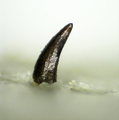 Genus sp
