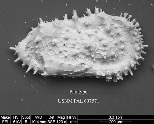 Cythereis bensoni Yasuhara et al., 2015