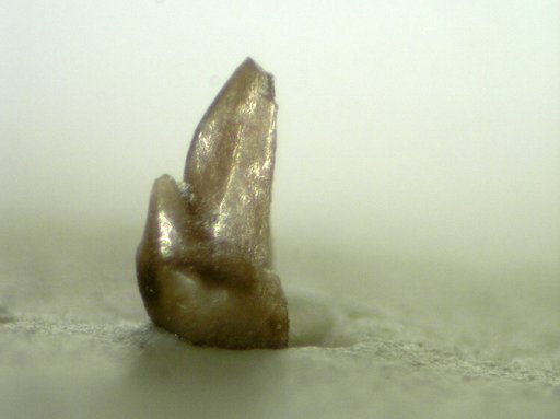 Genus sp